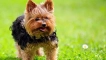 Шампоан на jorkshire terrier: кое е по -добре